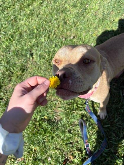 Enlarge Coco, a Adoptable mixed breed in Scottsbluff, NE image 3/3