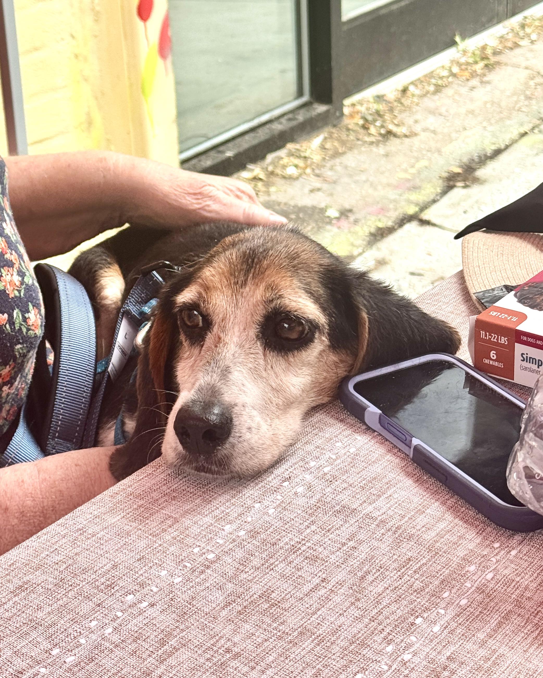 In the Mood for Love, a ADOPTABLE Beagle in New York, NY image 4/5