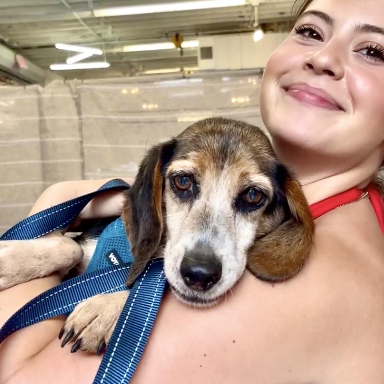 In the Mood for Love, a ADOPTABLE Beagle in New York, NY image 3/5