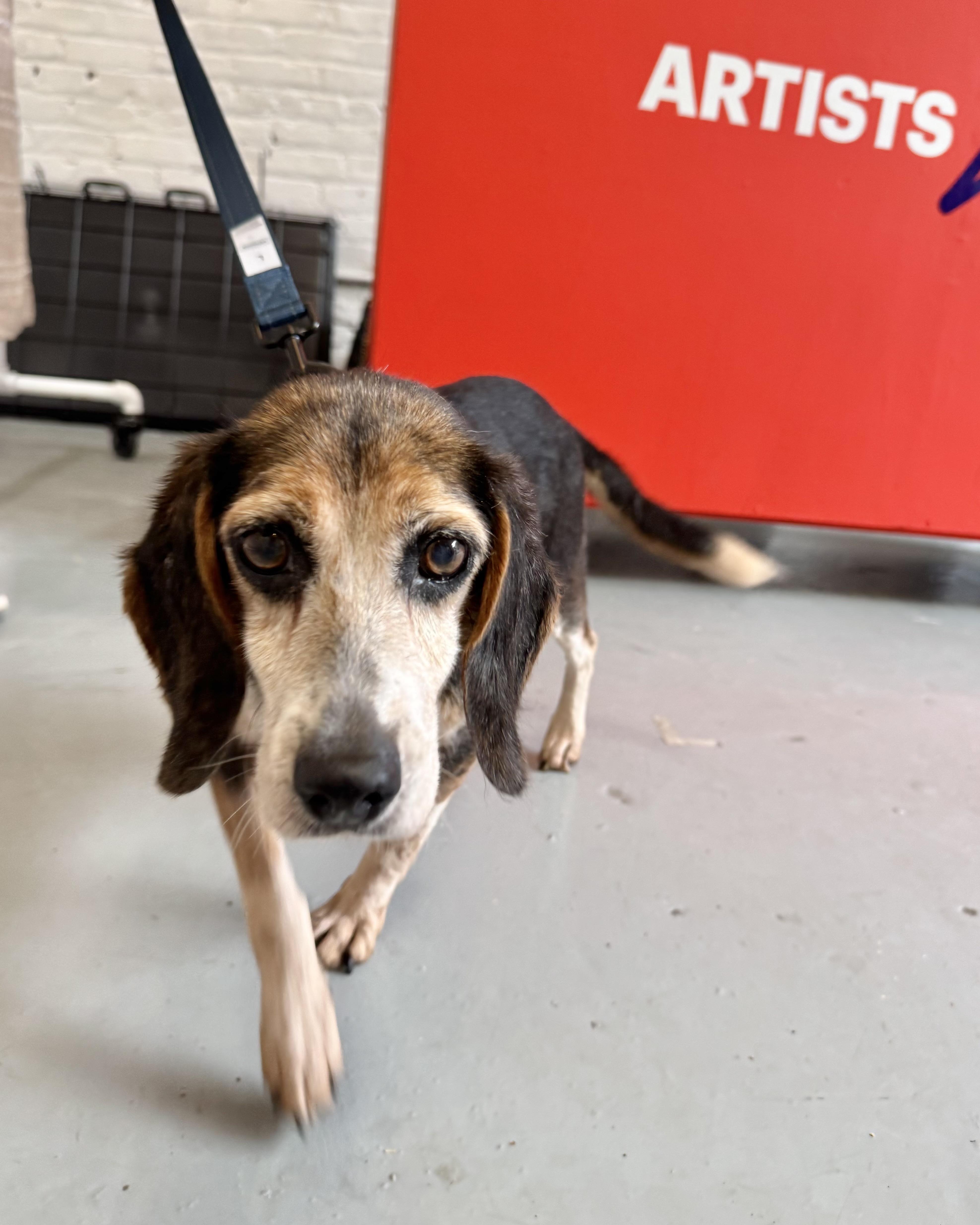In the Mood for Love, a ADOPTABLE Beagle in New York, NY image 2/5