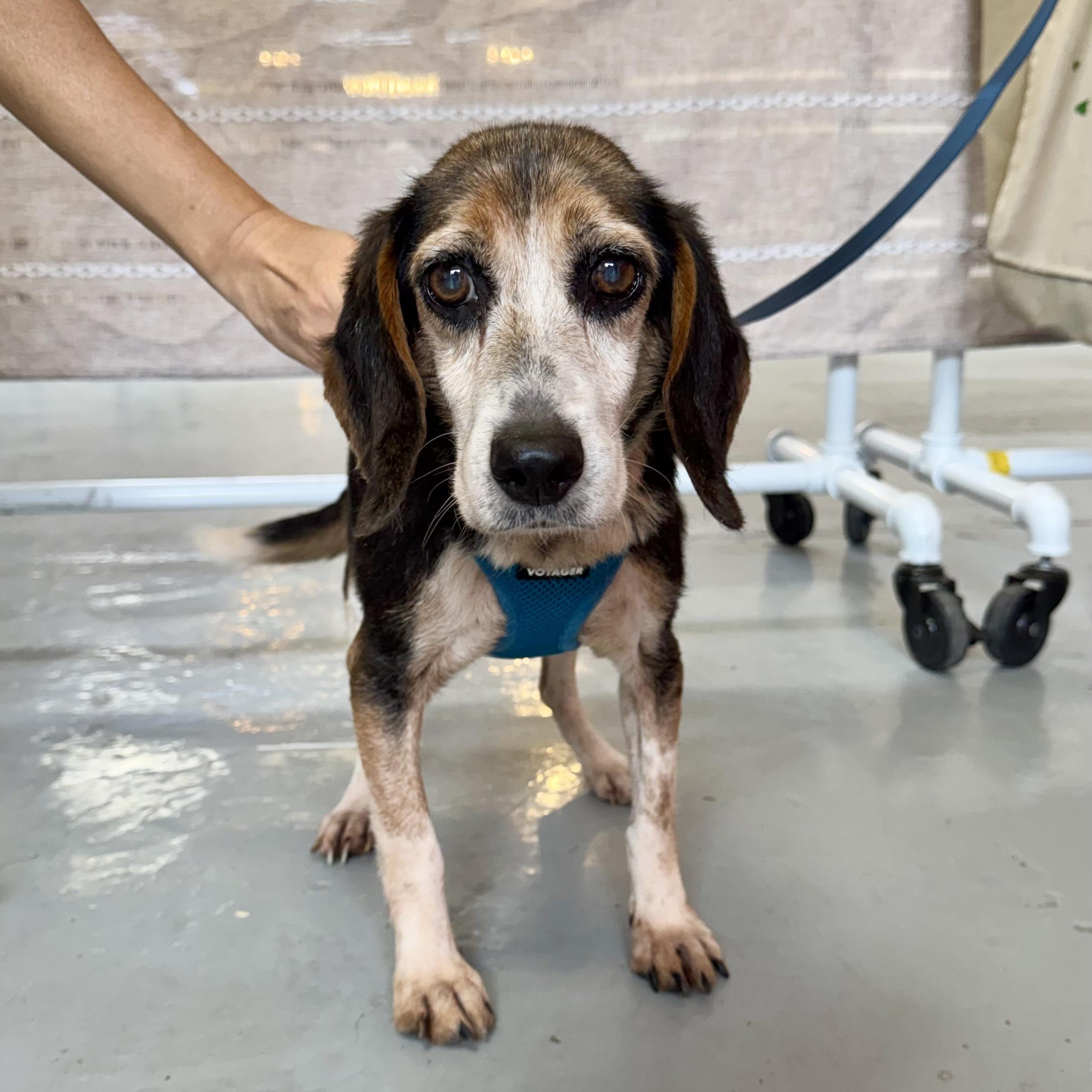 In the Mood for Love, a ADOPTABLE Beagle in New York, NY image 1/5