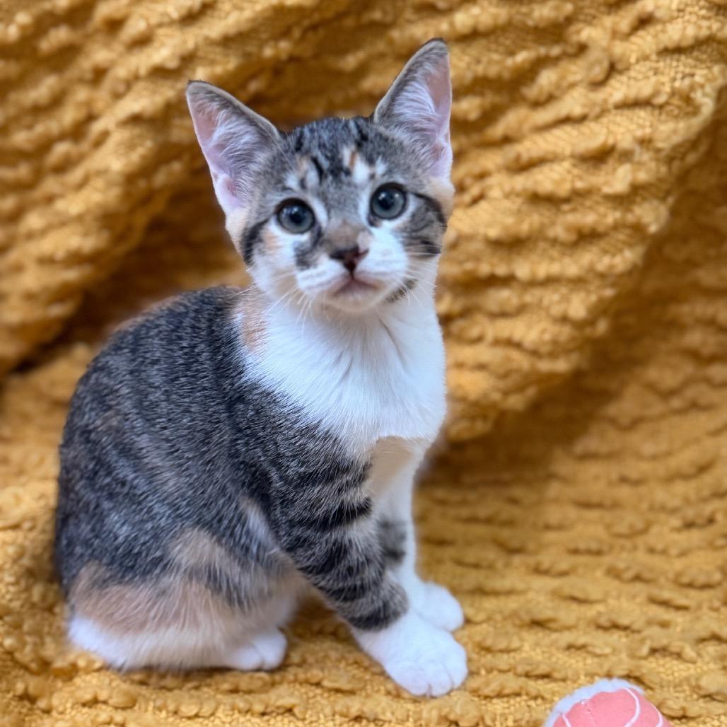 Maki, Adoptable, Kitten Female Domestic Short Hair.