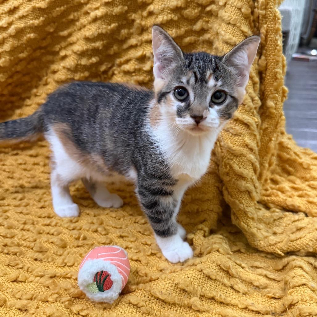 Maki, a Adoptable Domestic Short Hair in Studio City, CA image 2/6
