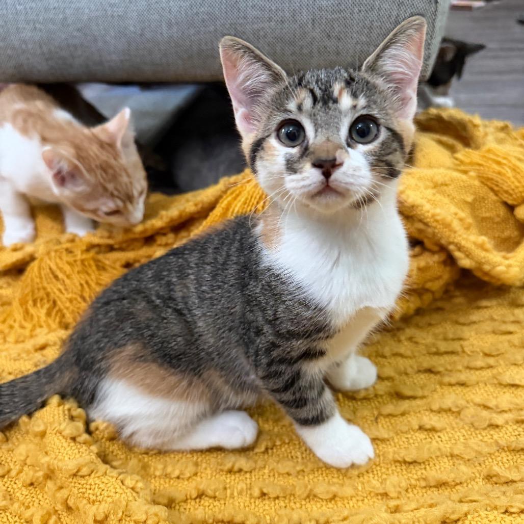 Maki, a Adoptable Domestic Short Hair in Studio City, CA image 3/6