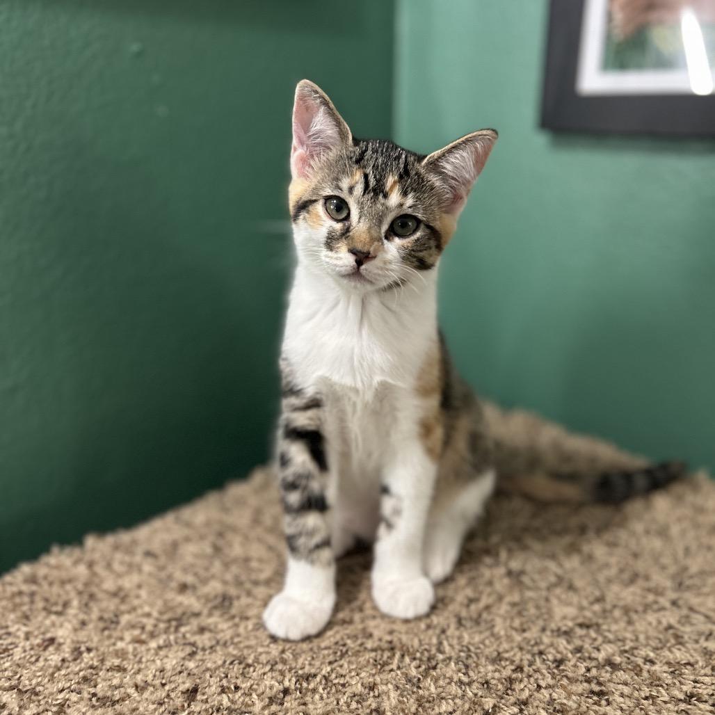 Maki, a Adoptable Domestic Short Hair in Studio City, CA image 4/6