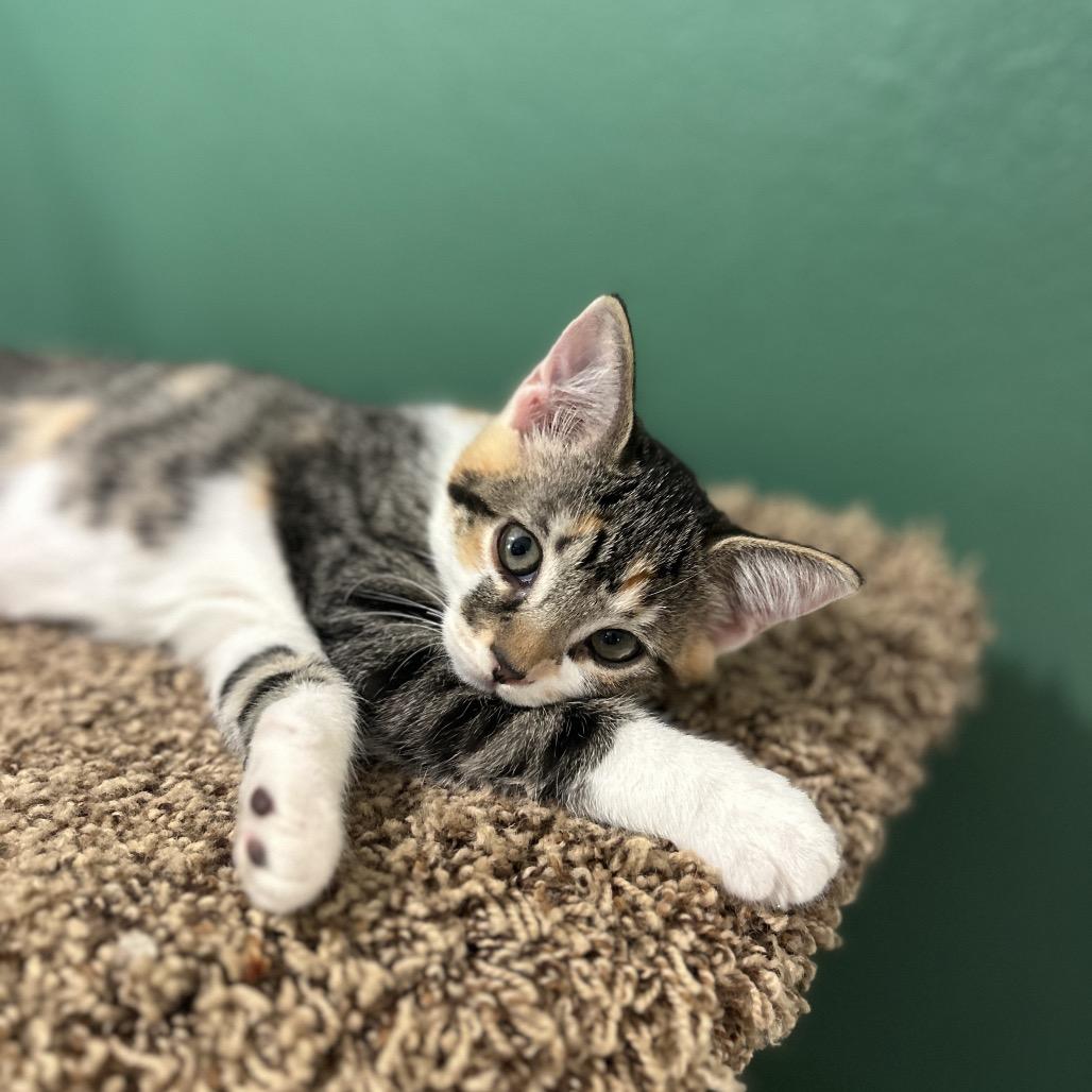 Maki, a Adoptable Domestic Short Hair in Studio City, CA image 5/6