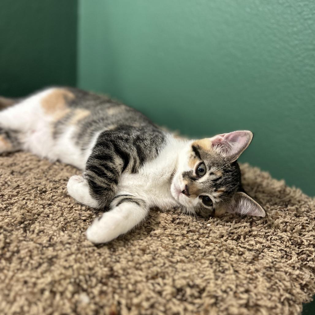 Maki, a Adoptable Domestic Short Hair in Studio City, CA image 6/6