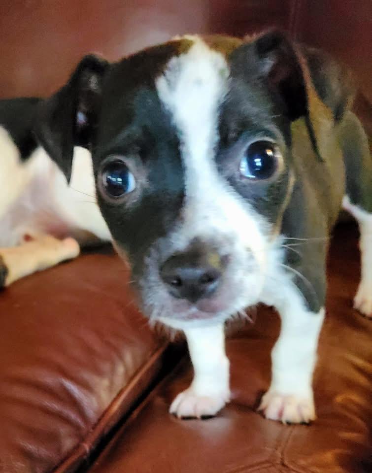 Muffin Marie photo 3