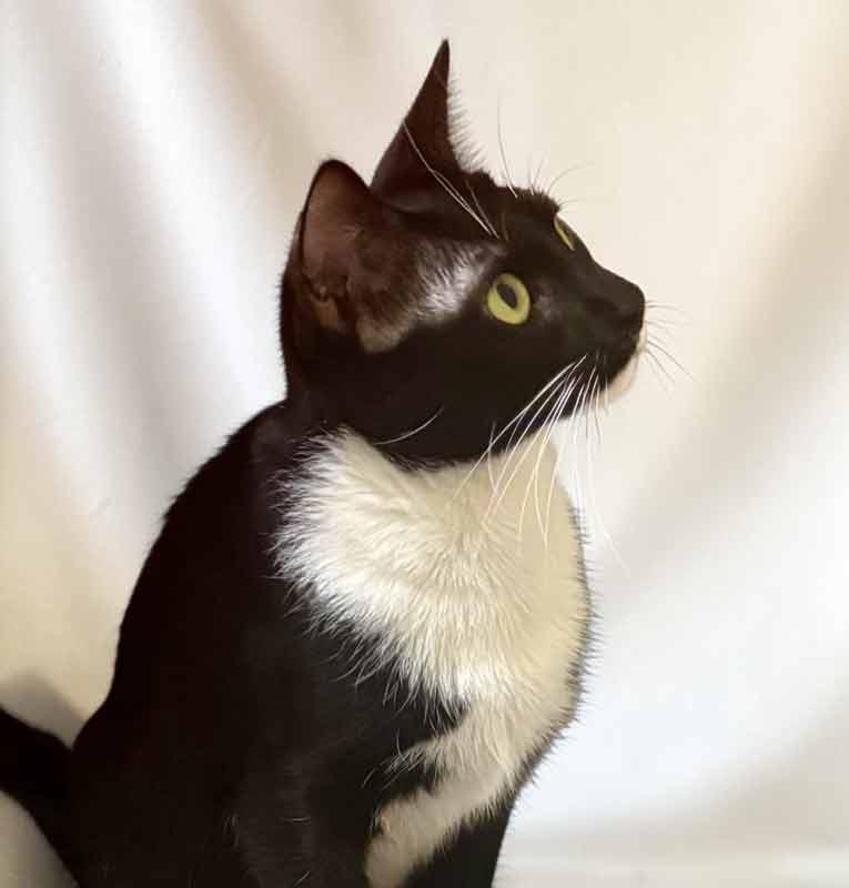 Enlarge Boots, a Adopted mixed breed in Kennesaw, GA image 3/6