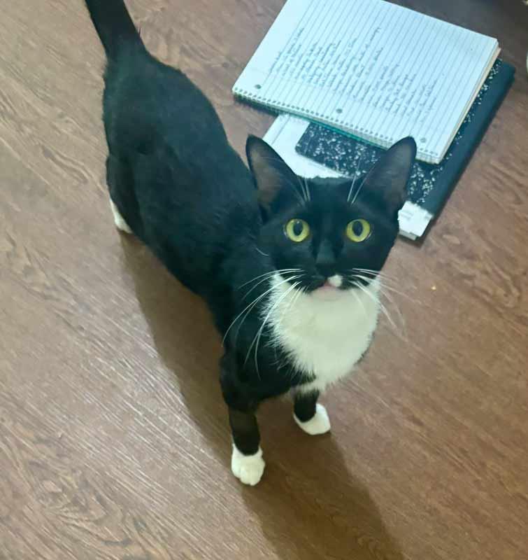Enlarge Boots, a Adopted mixed breed in Kennesaw, GA image 2/6