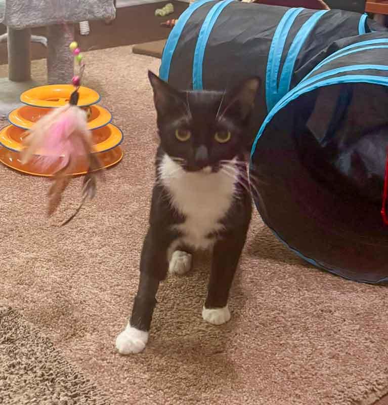 Enlarge Boots, a Adopted mixed breed in Kennesaw, GA image 6/6