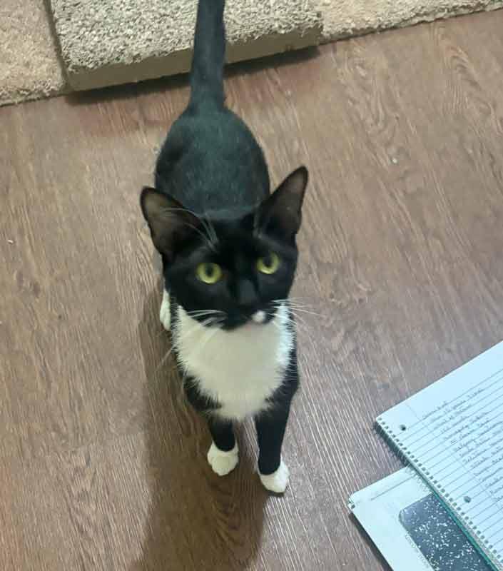 Enlarge Boots, a Adopted mixed breed in Kennesaw, GA image 4/6