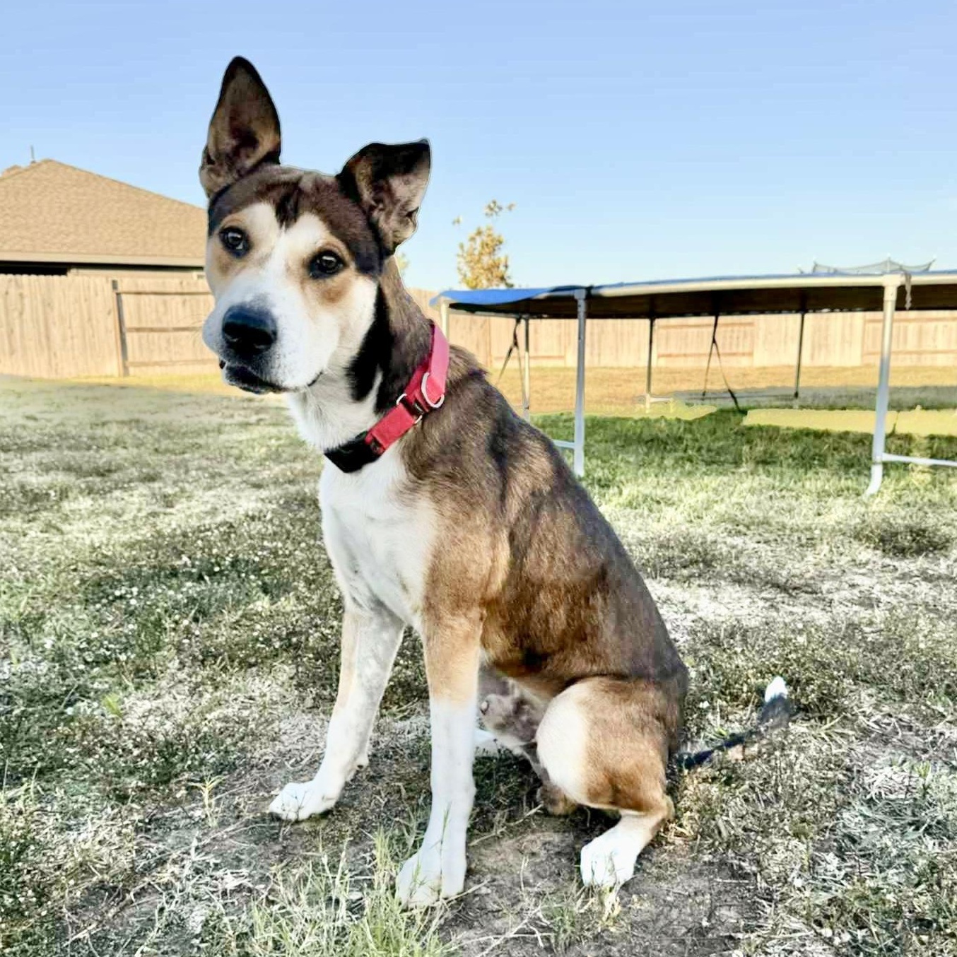 Enlarge Tracker, a Adoptable Husky in Seattle, WA image 2/6