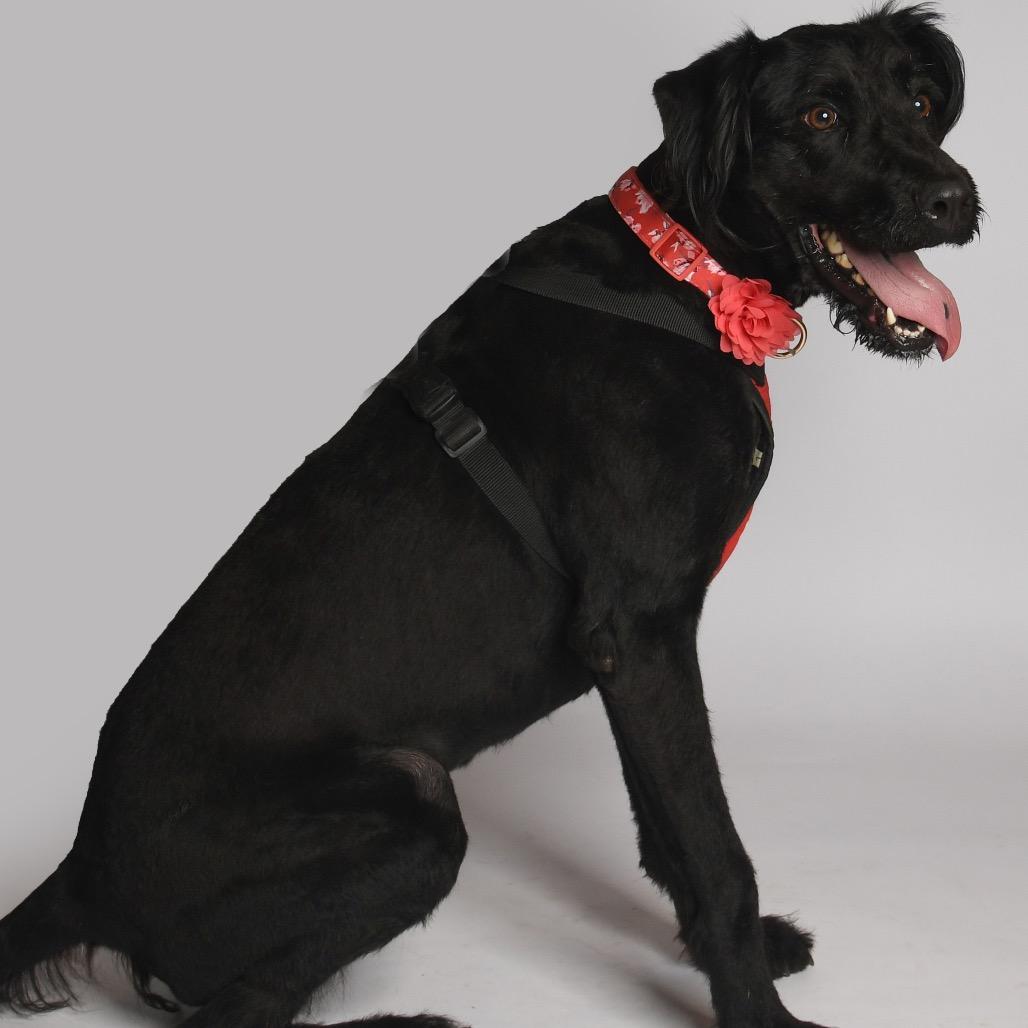 Enlarge Harlow Rene, a Adoptable mixed breed in Houston, TX image 1/6