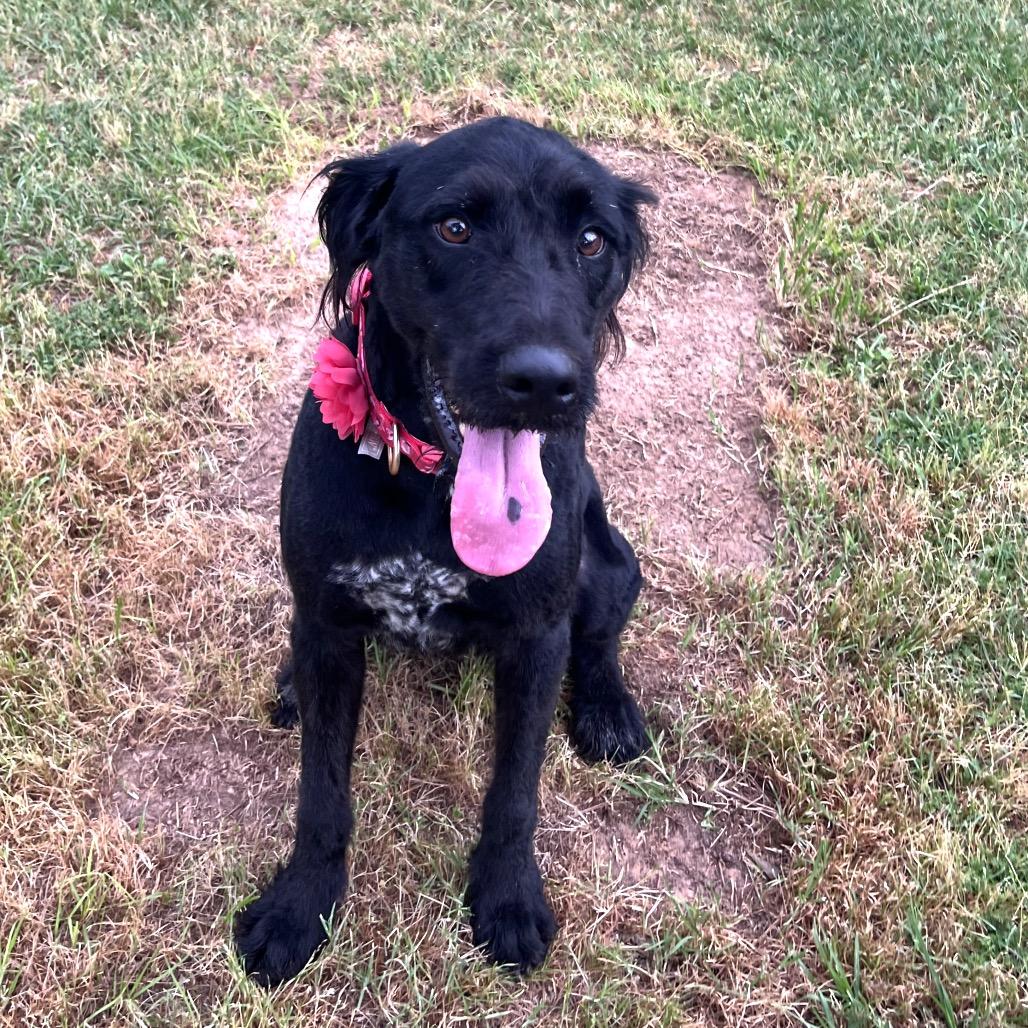 Enlarge Harlow Rene, a Adoptable mixed breed in Houston, TX image 2/6