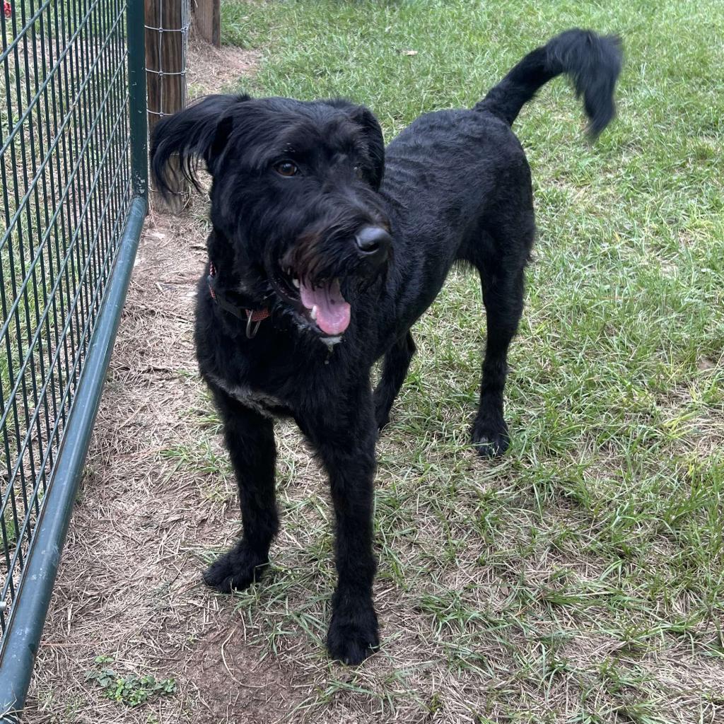 Harlow Rene, a Adoptable mixed breed image 1/6