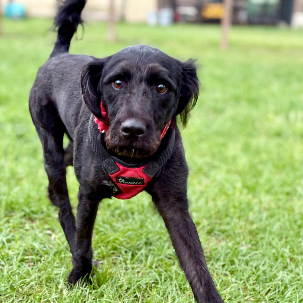 Harlow Rene, Adoptable, Adult Female Standard Poodle & Terrier.