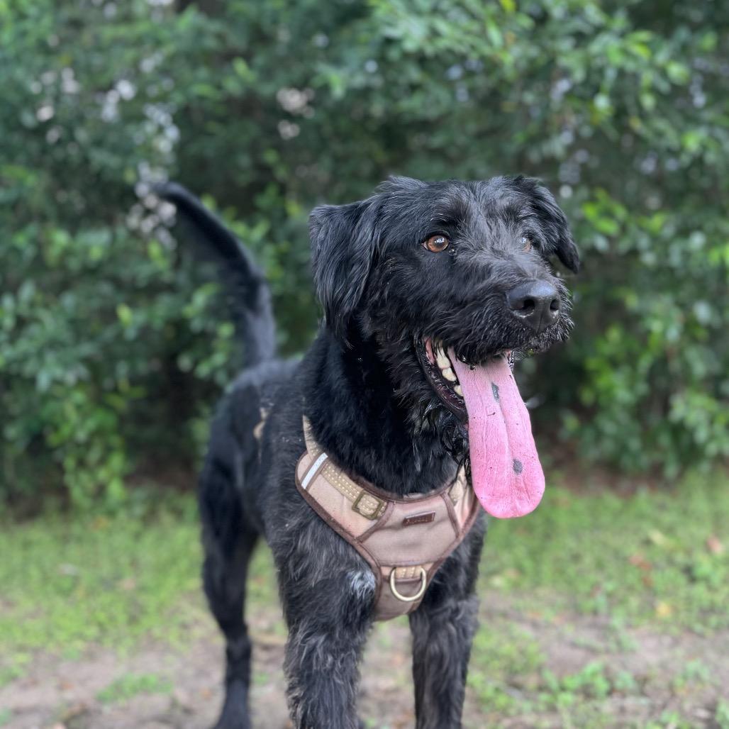 Harlow Rene, a Adoptable mixed breed image 2/6