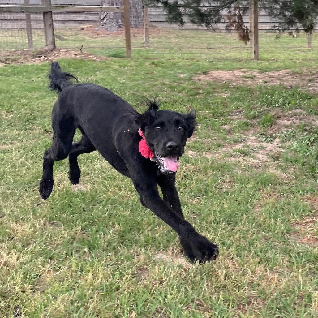 Enlarge Harlow Rene, a Adoptable mixed breed in Houston, TX image 2/6