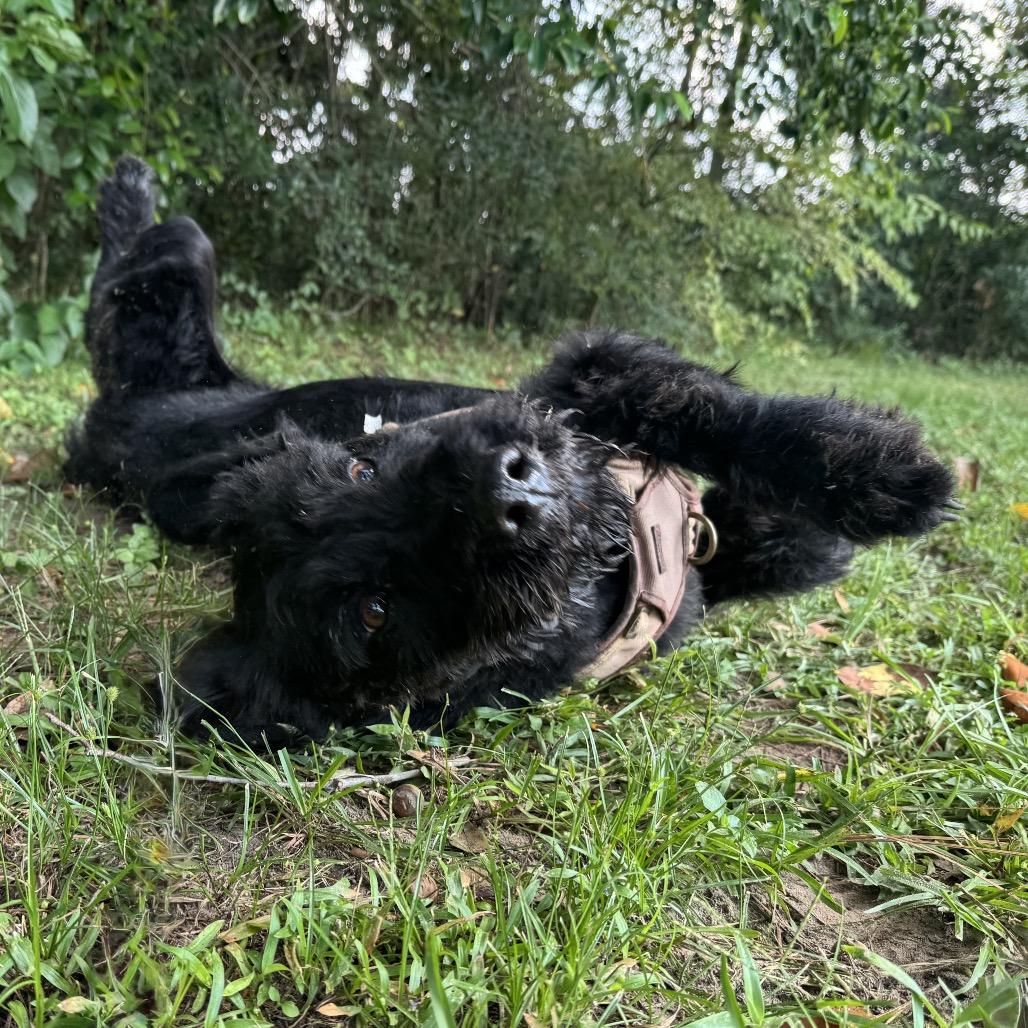 Enlarge Harlow Rene, a Adoptable mixed breed in Houston, TX image 3/6