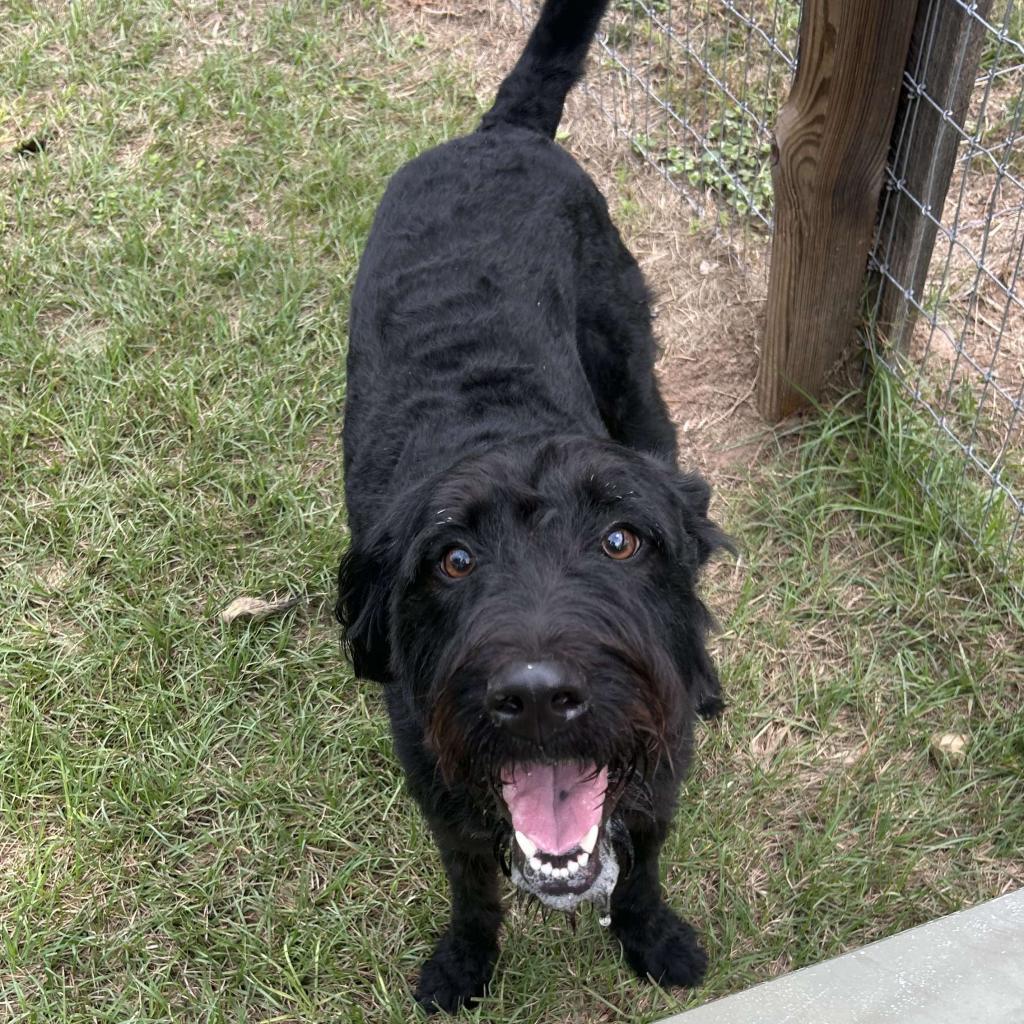 Harlow Rene, a Adoptable mixed breed in Houston, TX image 3/6