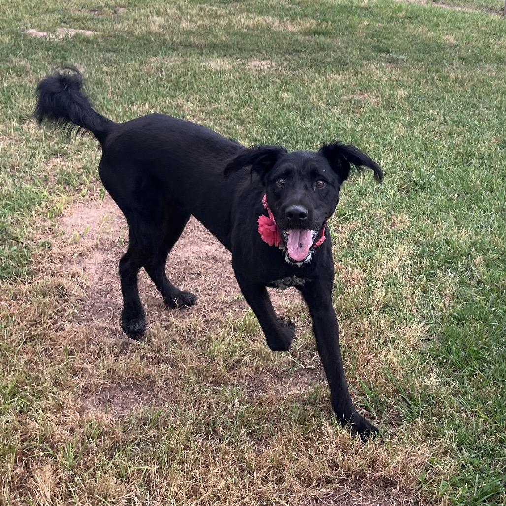 Enlarge Harlow Rene, a Adoptable mixed breed in Houston, TX image 4/6