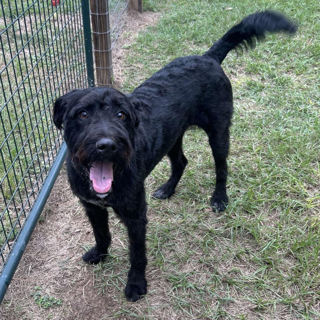 Harlow Rene, a Adoptable mixed breed in Houston, TX image 4/6