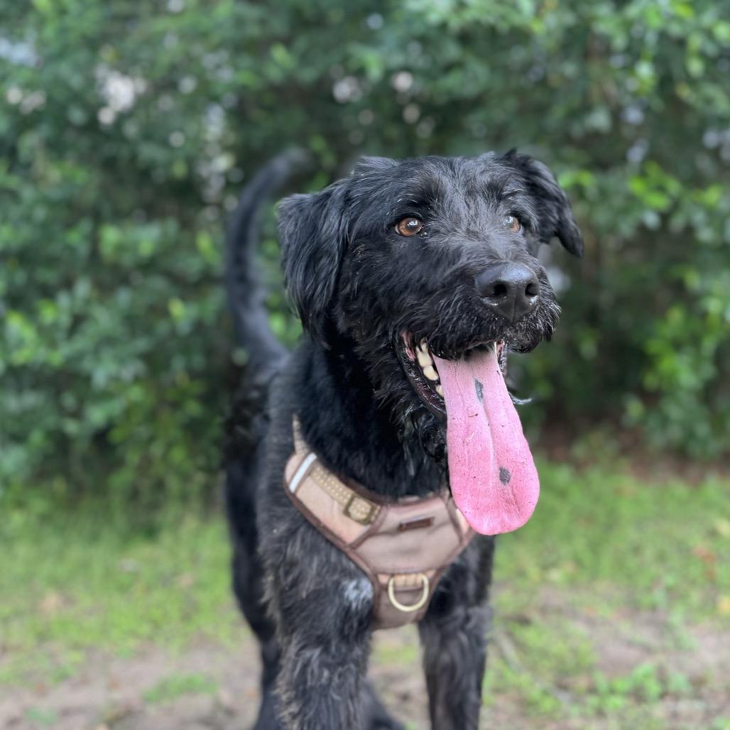 Harlow Rene, a Adoptable mixed breed in Houston, TX image 5/6