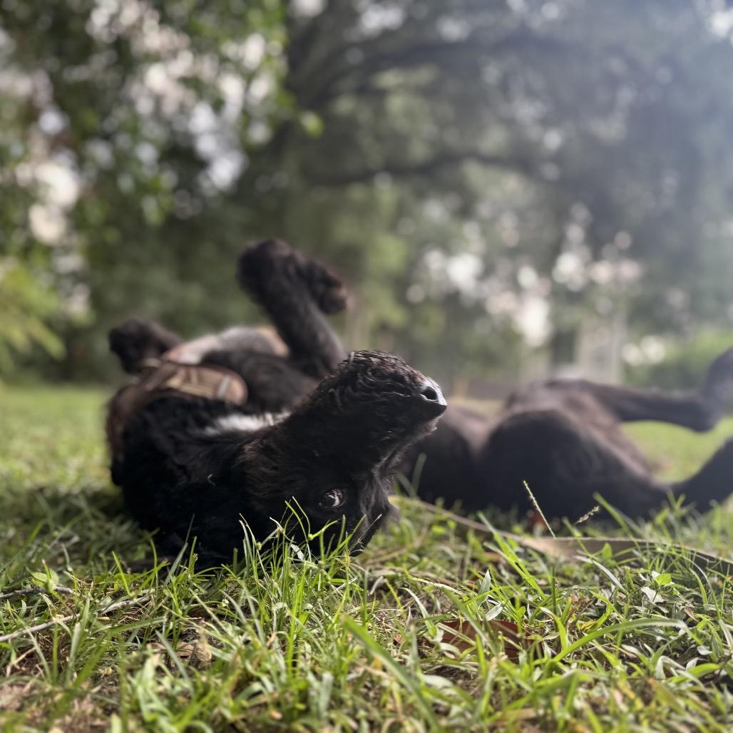 Harlow Rene, a Adoptable mixed breed image 6/6