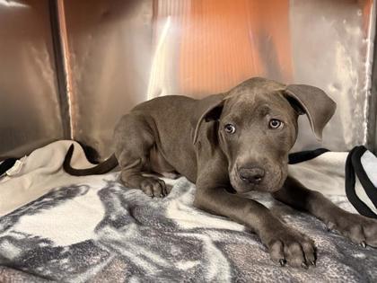 Enlarge 61885531, a Adoptable mixed breed in El Paso, TX image 1/1