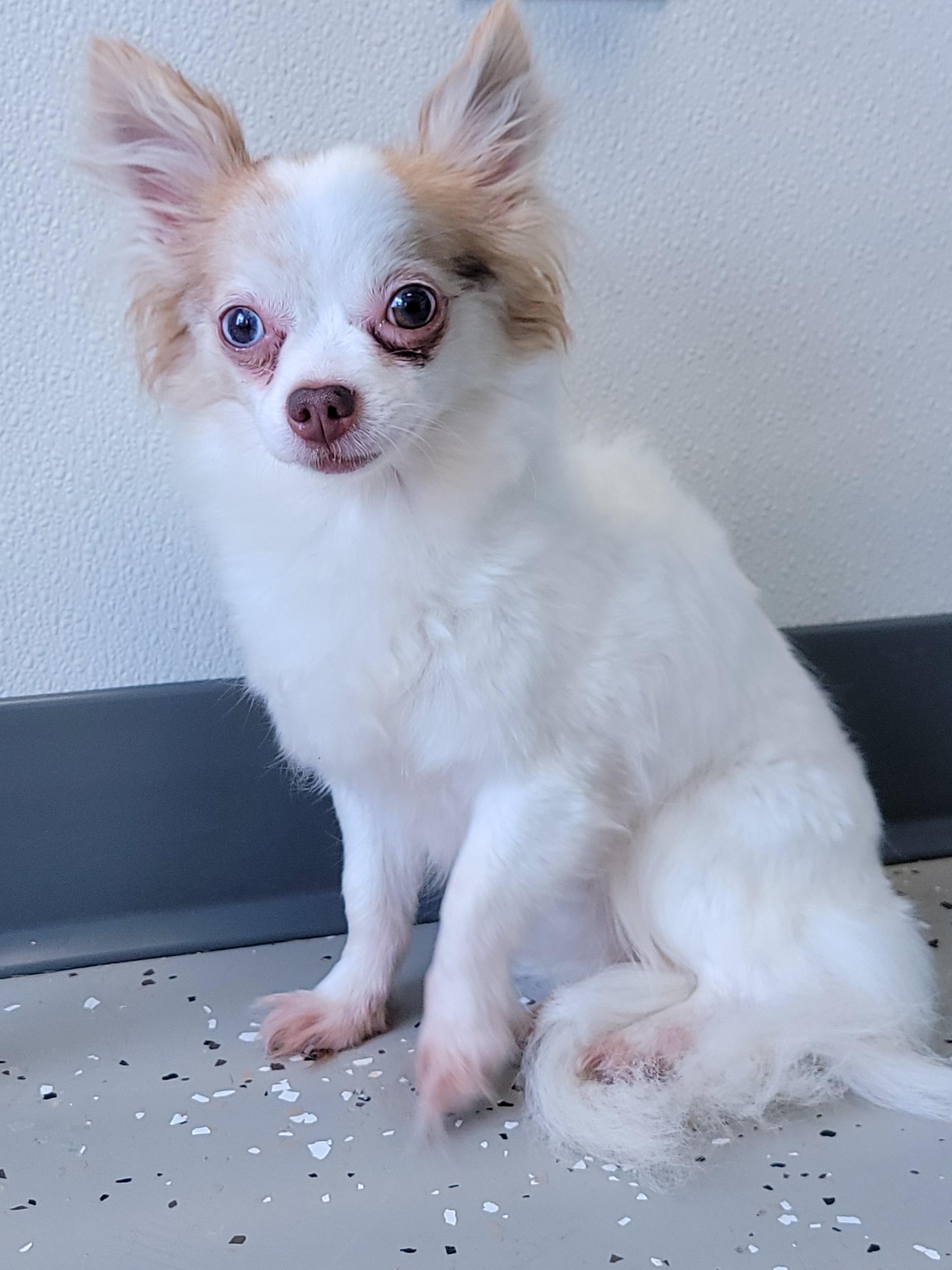 Kali