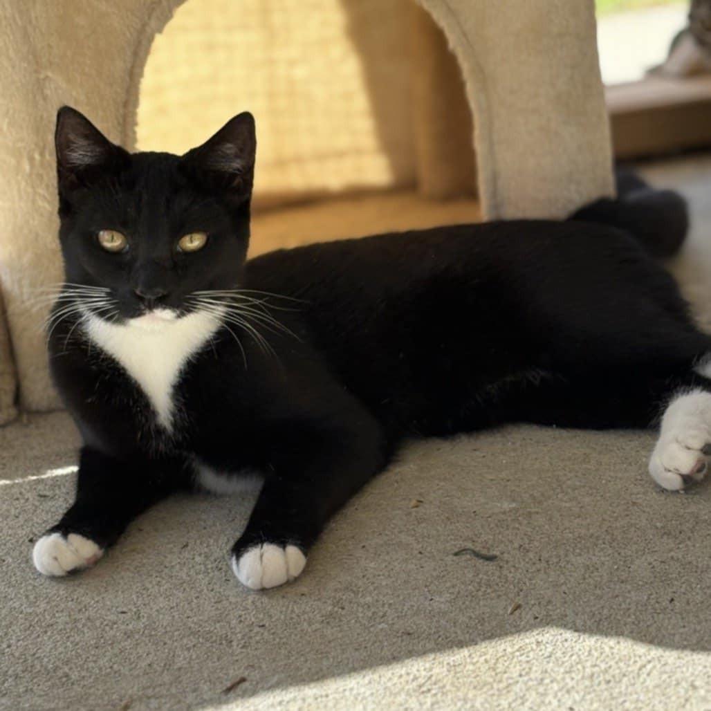 Enlarge Asher, a ADOPTABLE Domestic Short Hair in Umatilla, FL image 1/1