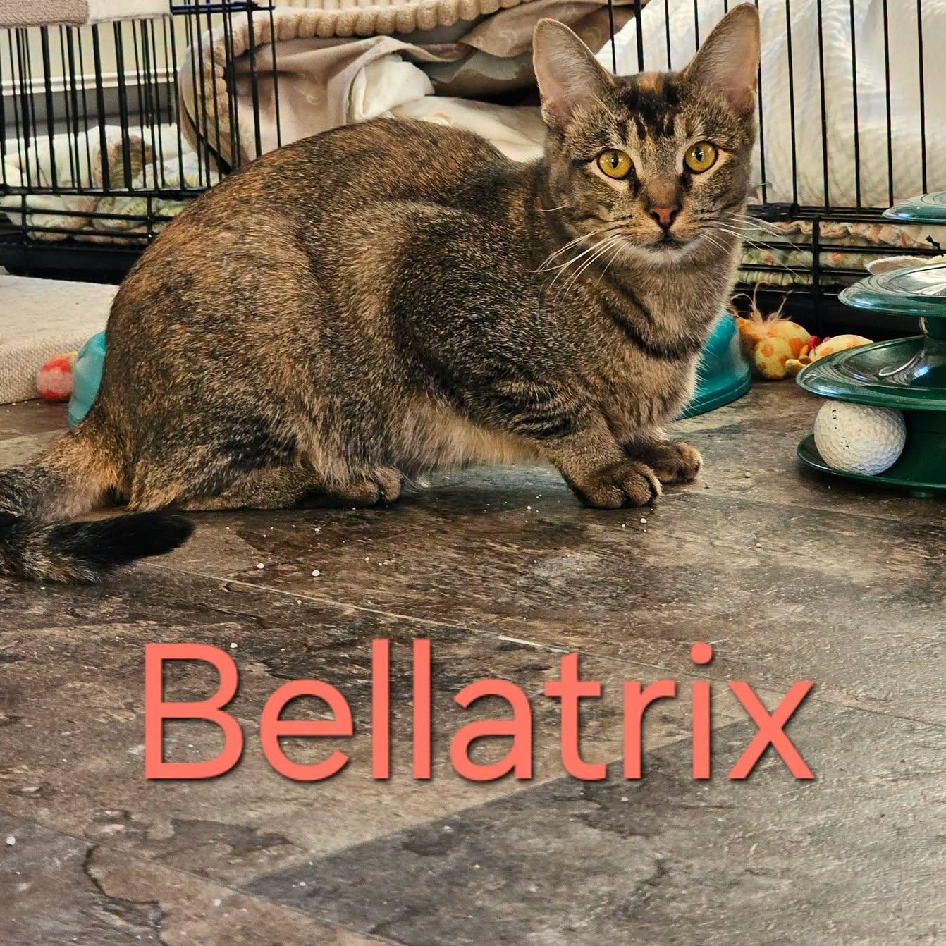 Enlarge Bellatrix, a Adoptable Domestic Short Hair in Freeland, MI image 1/2