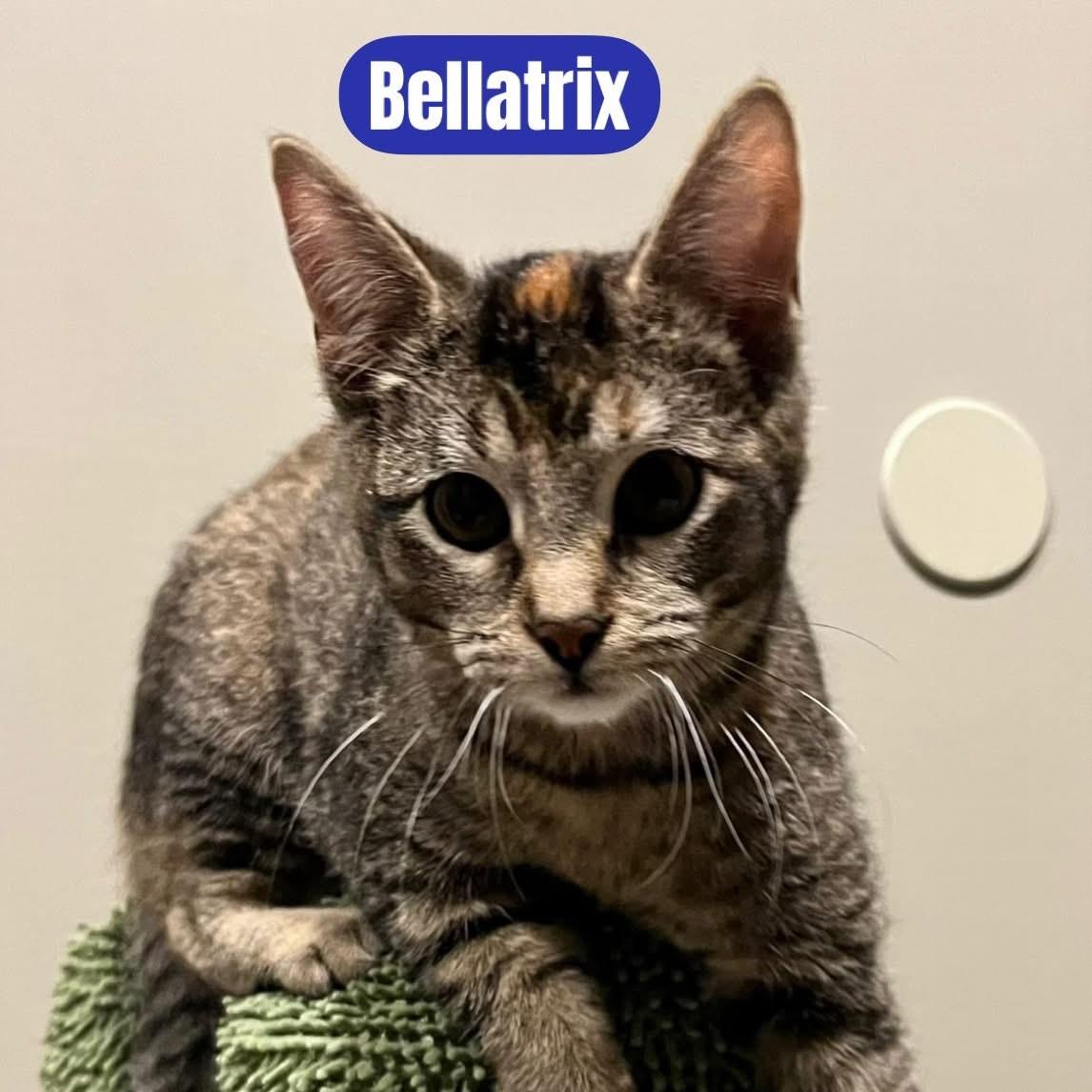 Enlarge Bellatrix, a Adoptable Domestic Short Hair in Freeland, MI image 2/2
