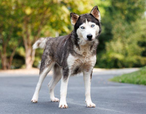 Neptune, Adoptable, Adult Female Mixed Breed.