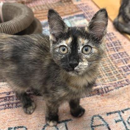 Enlarge Brookie, a Adoptable Domestic Short Hair in Marshall, VA image 1/1