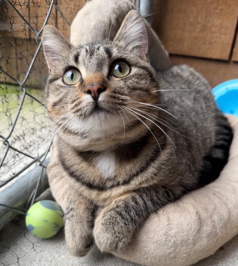 Penny, Adoptable, Kitten Female Domestic Short Hair.