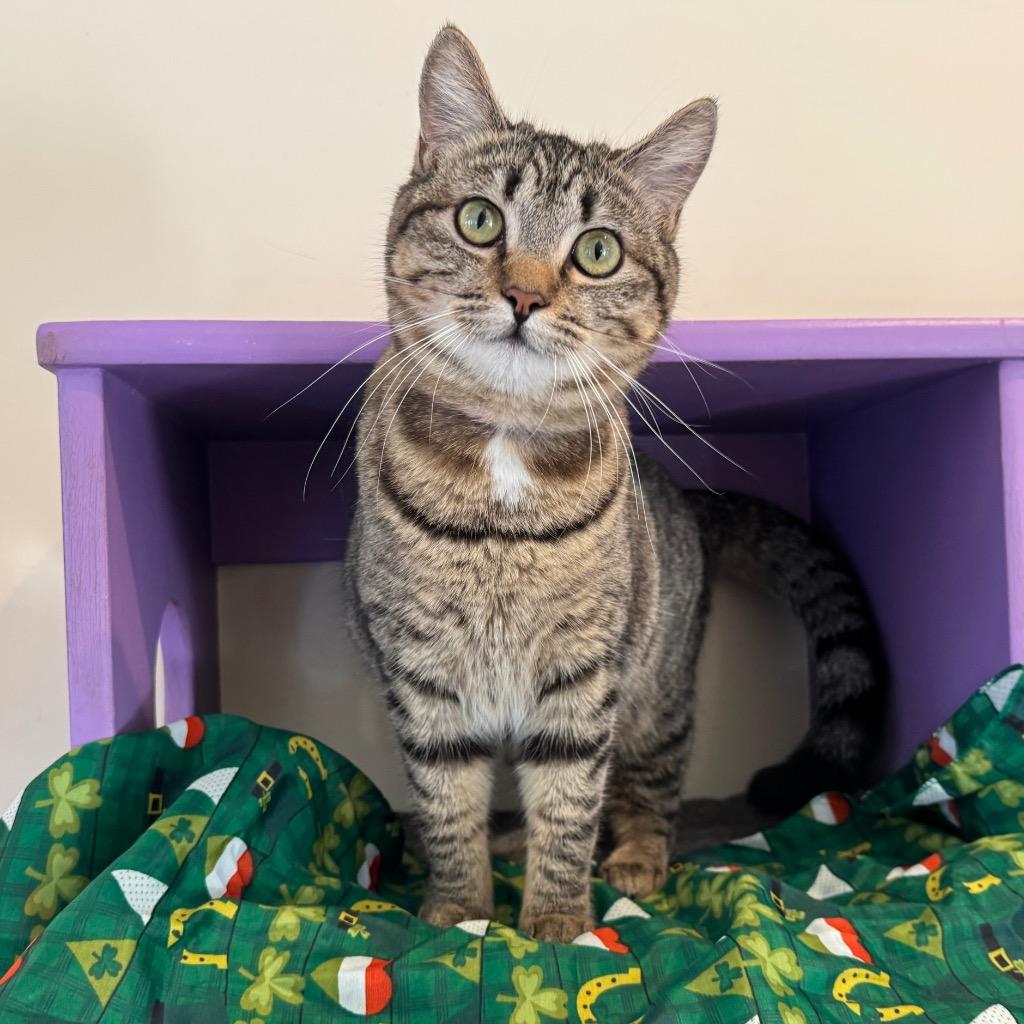 Enlarge Penny, a Adoptable mixed breed in Cambria, CA image 2/6