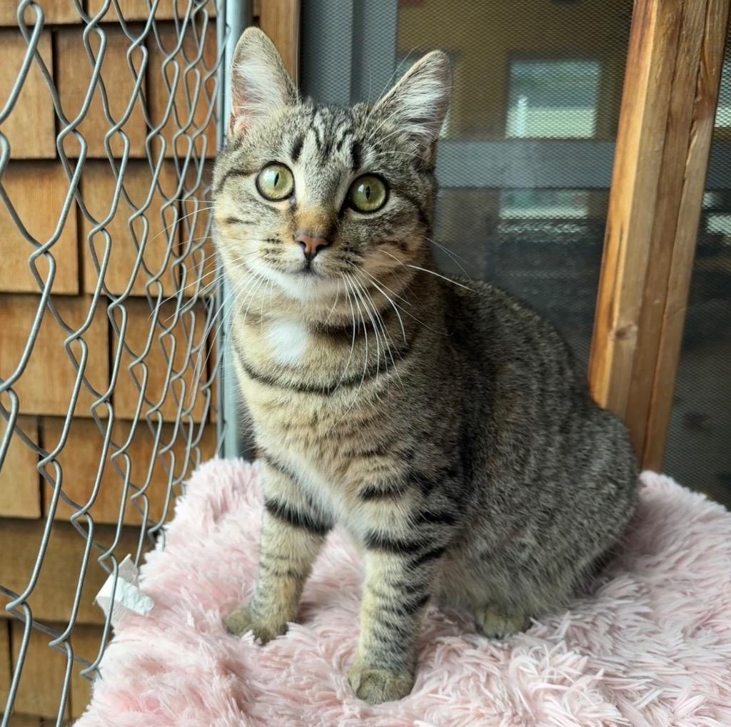 Enlarge Penny, a Adoptable mixed breed in Cambria, CA image 4/6