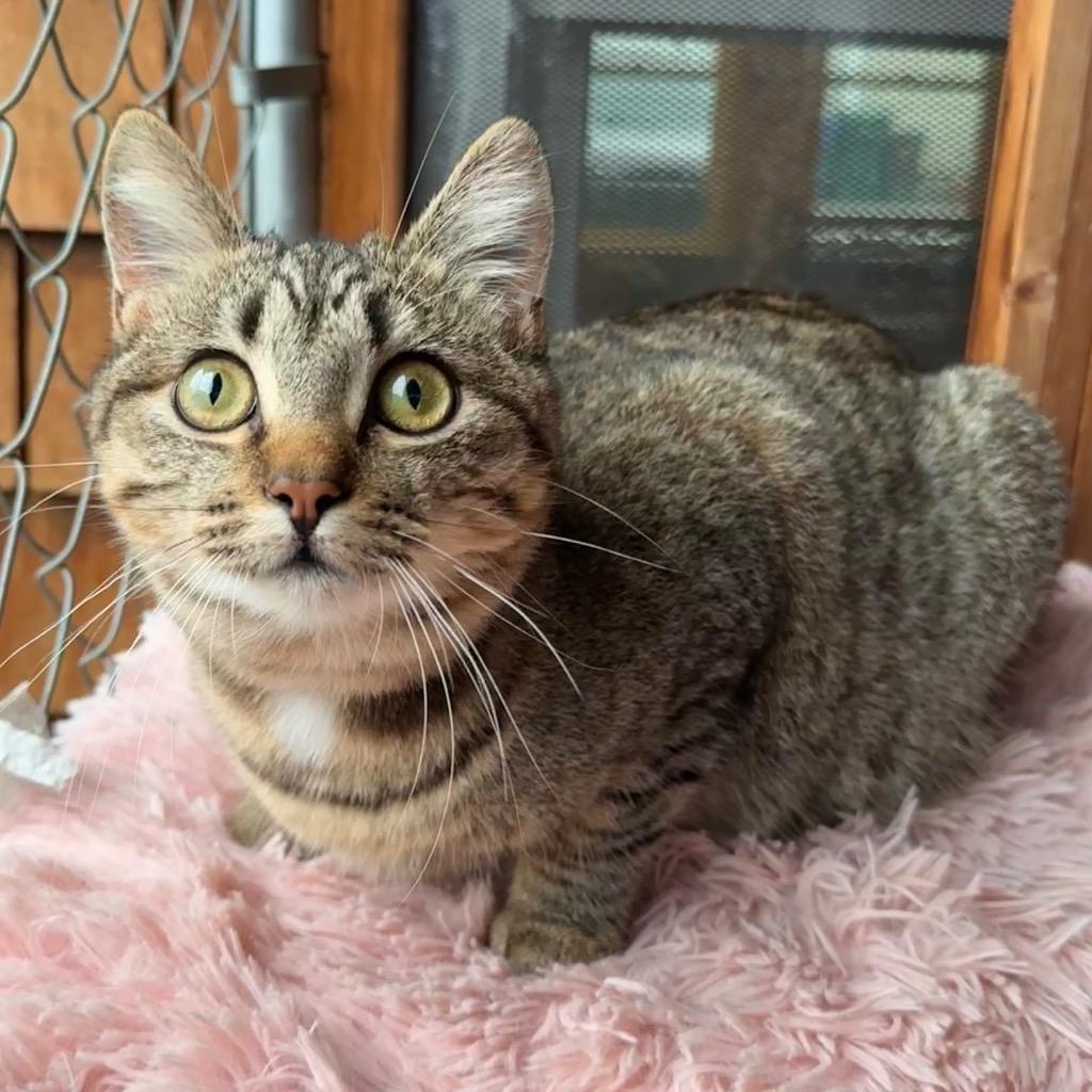 Enlarge Penny, a Adoptable mixed breed in Cambria, CA image 5/6