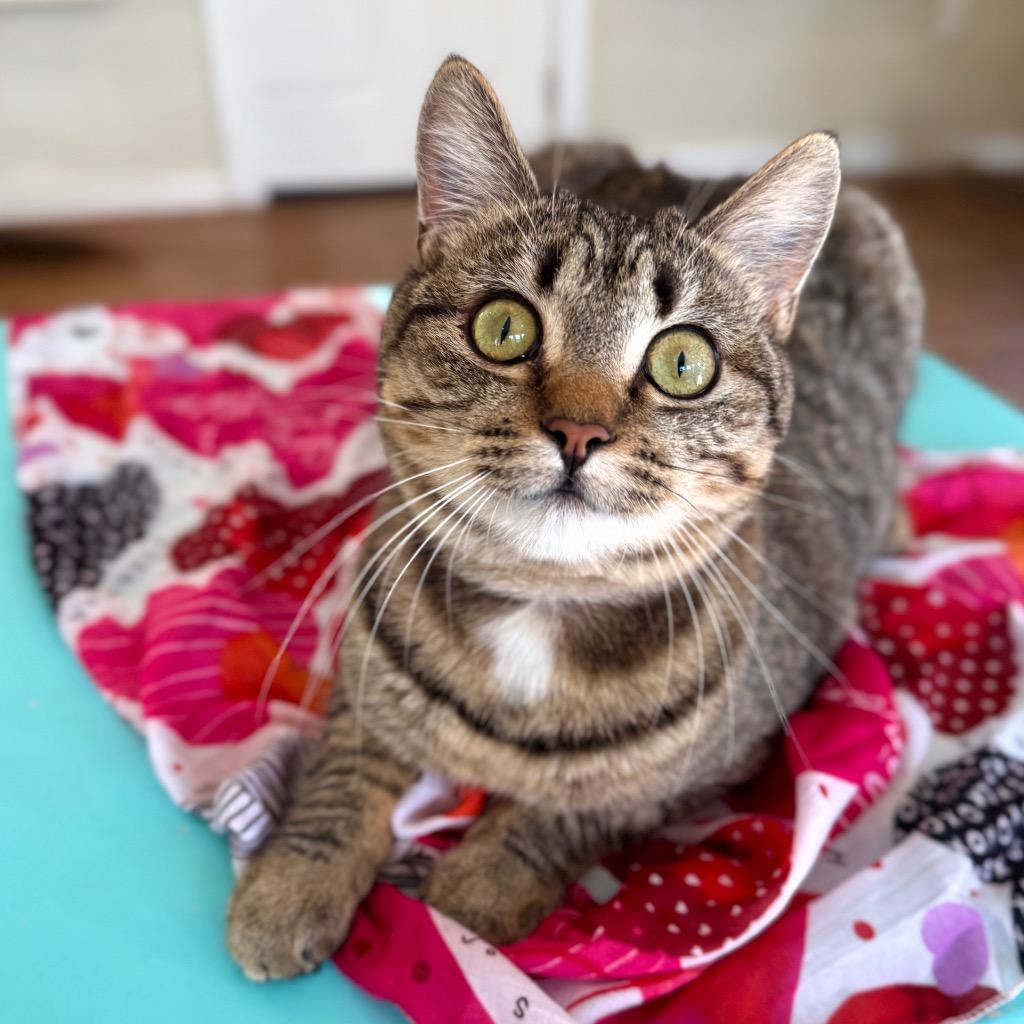 Enlarge Penny, a Adoptable mixed breed in Cambria, CA image 6/6