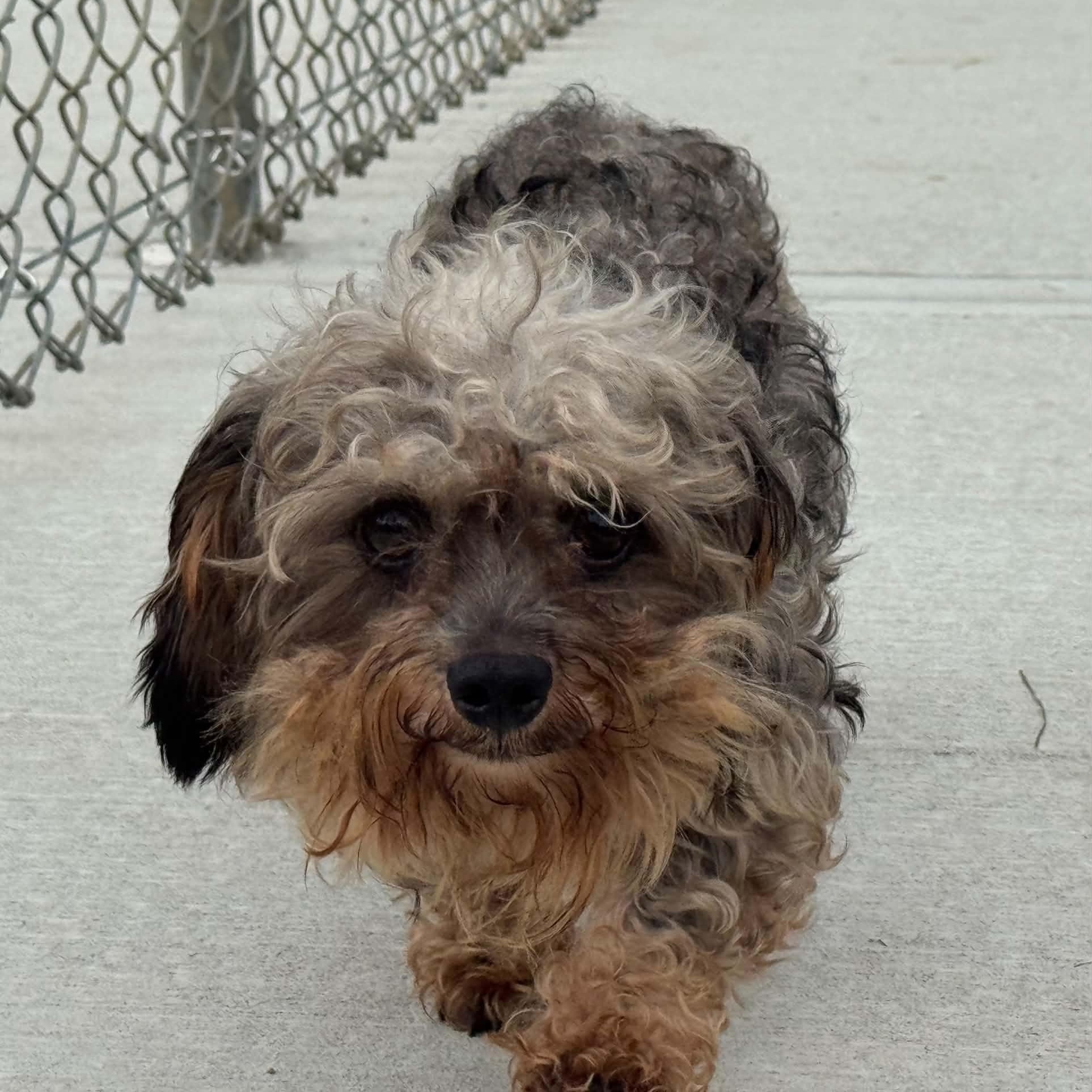 Enlarge Slim, a Adopted mixed breed in Danbury, CT image 2/5