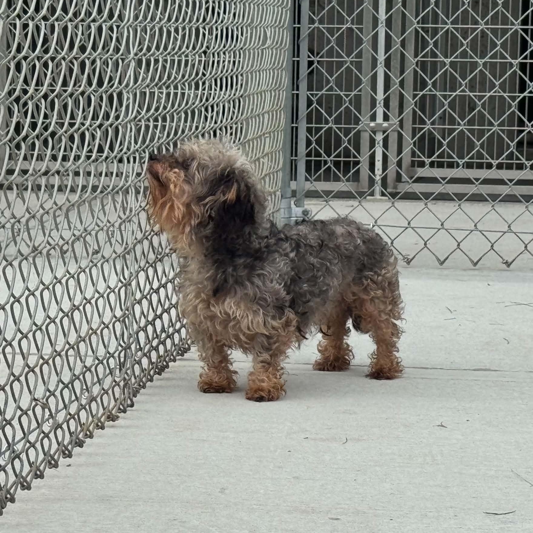 Enlarge Slim, a Adopted mixed breed in Danbury, CT image 4/5