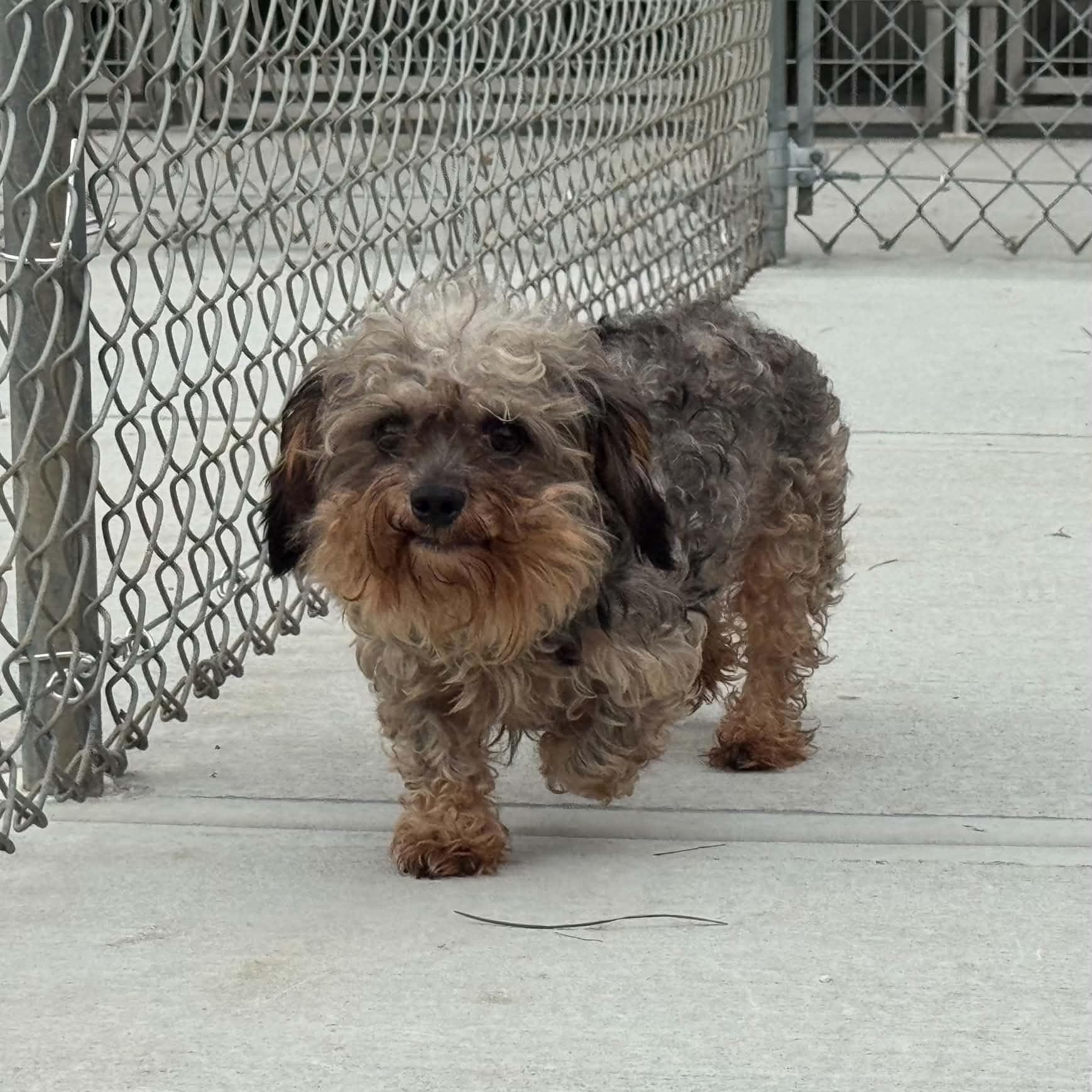Enlarge Slim, a Adopted mixed breed in Danbury, CT image 5/5