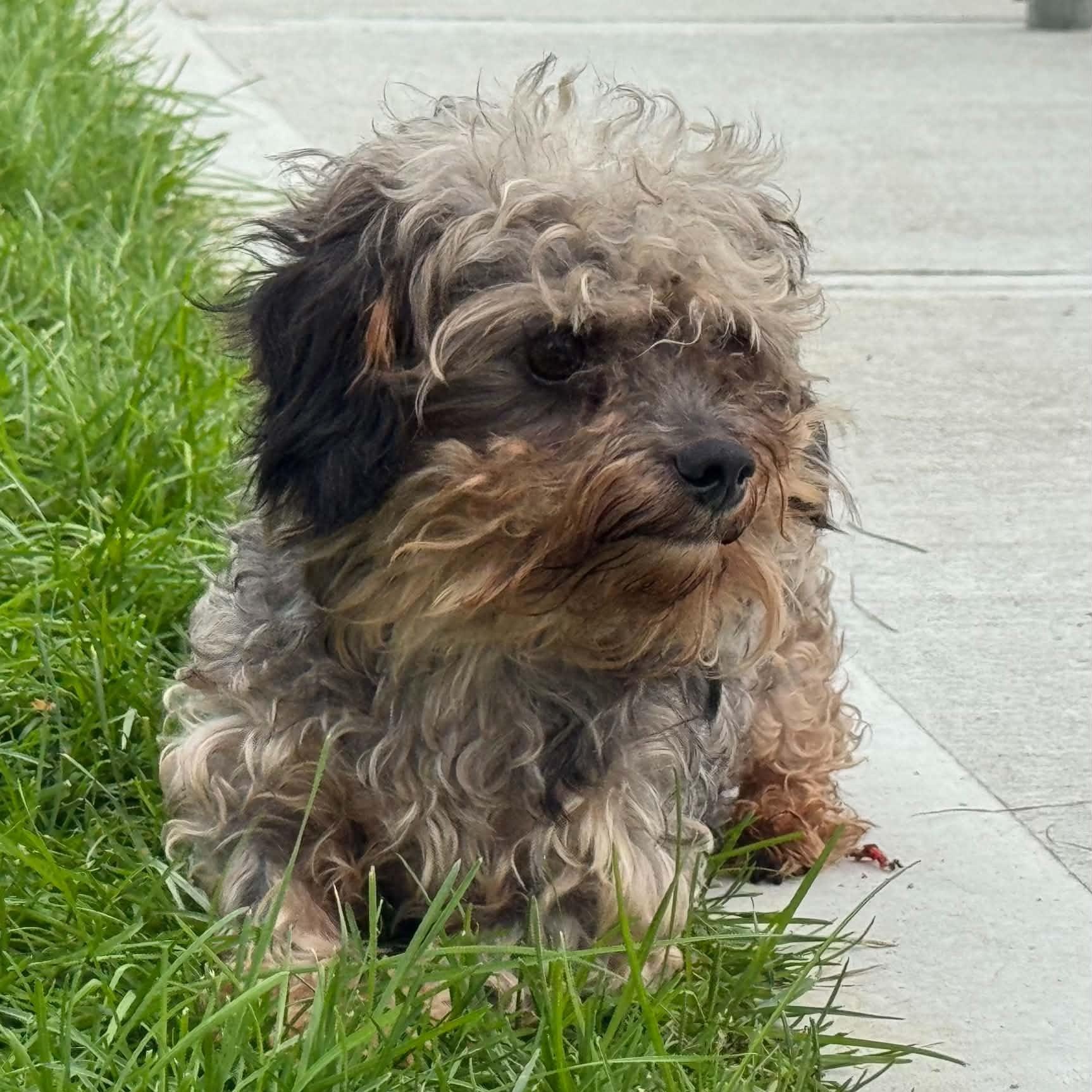 Enlarge Slim, a Adopted mixed breed in Danbury, CT image 3/5