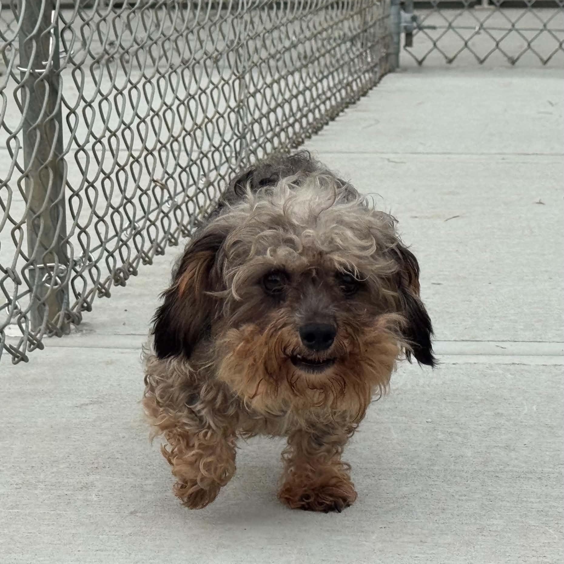Enlarge Slim, a Adopted mixed breed in Danbury, CT image 1/5