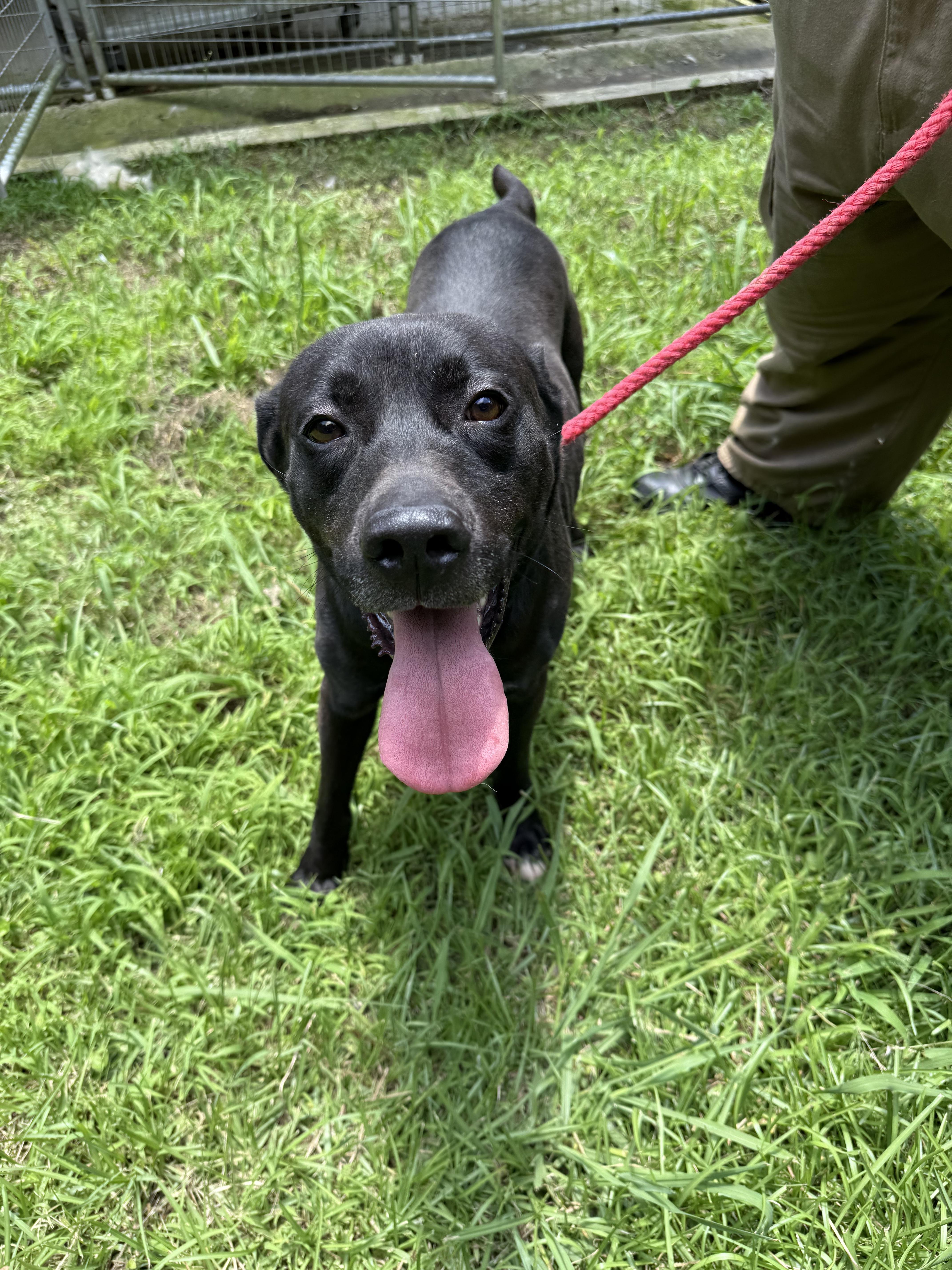 Enlarge Milo 11765, a Adoptable mixed breed in Elberton, GA image 1/1