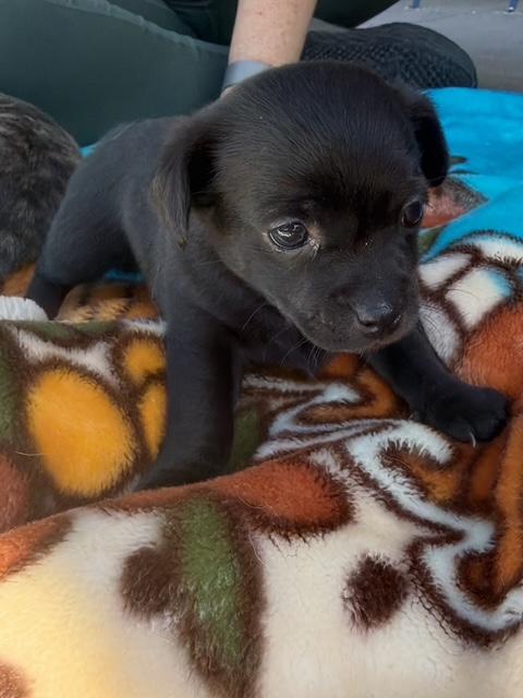 Enlarge Olive, an adopted mixed breed in Lodi, CA image 2/5