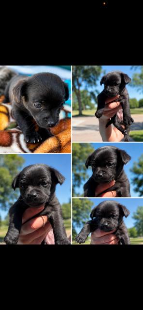 Enlarge Olive, an adopted mixed breed in Lodi, CA image 4/5