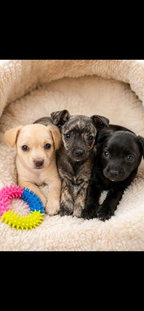 Enlarge Olive, an adopted mixed breed in Lodi, CA image 5/5
